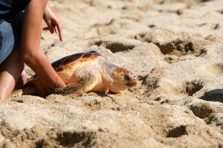 Liberan seis tortugas bobas al mar
