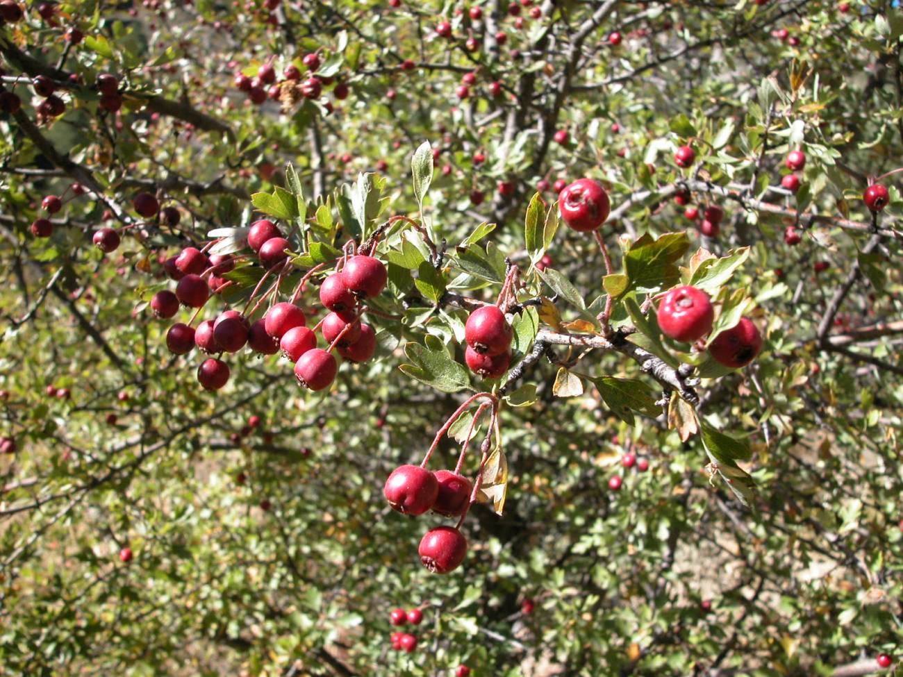 Los pequeños roedores favorecen la formación de matorrales en España