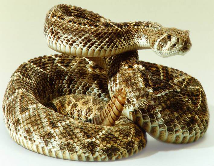 Obtienen la composición proteica del veneno de la serpiente ‘Crotalus atrox’