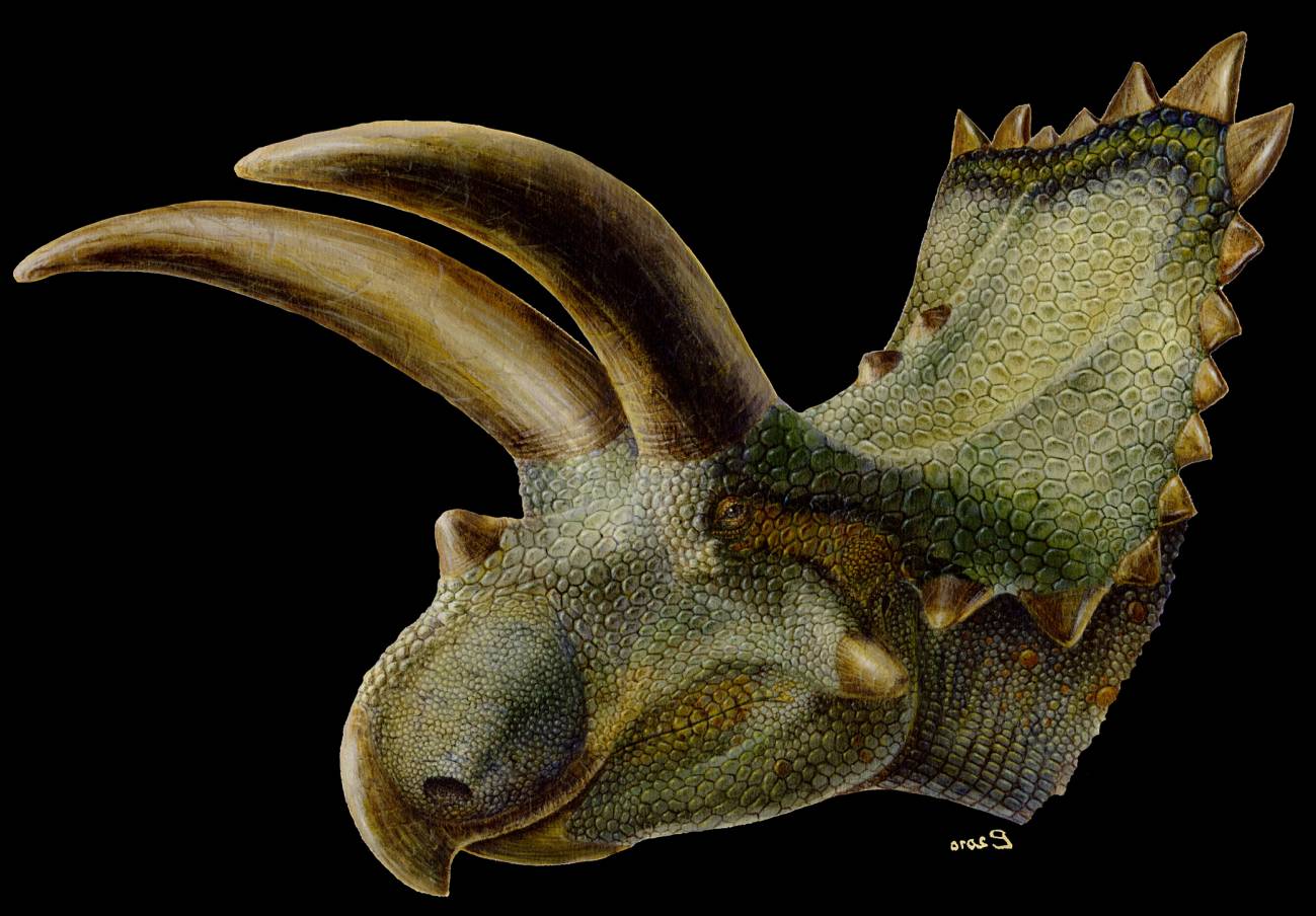Presentan el primer dinosaurio con cuernos descrito en México