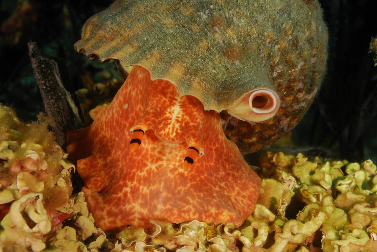 Proponen una única lista para proteger a más de 400 especies marinas europeas