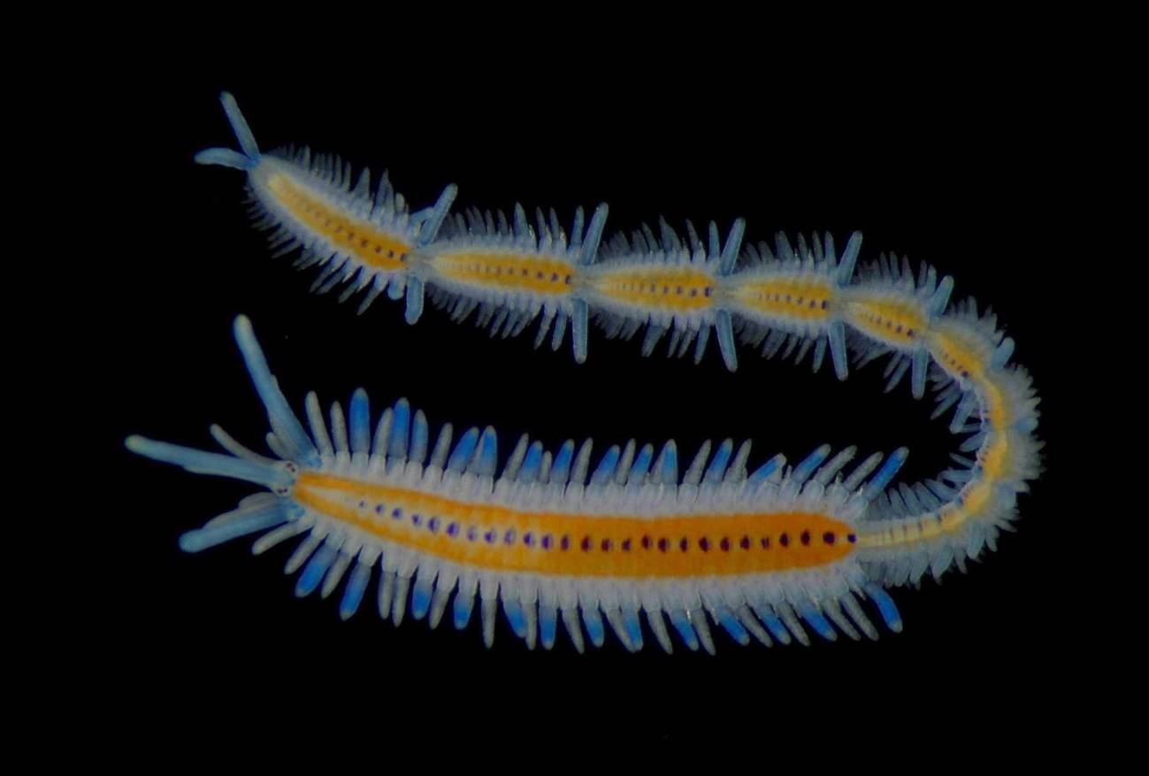 Taxonomía y sistemática: ciencias antiguas y modernas
