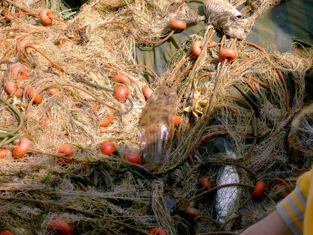 Un estudio relaciona la transferencia de metales pesados de las aguas a los peces en la Ría de Huelva