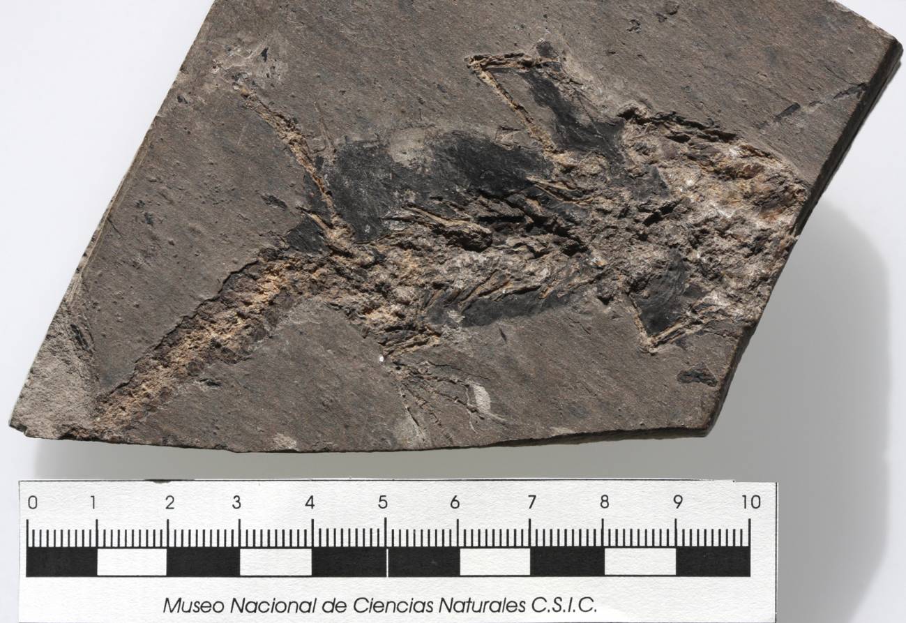 Un yacimiento español muestra la insólita conservación de los tejidos blandos en salamandras de hace unos 20 millones de años (y III)