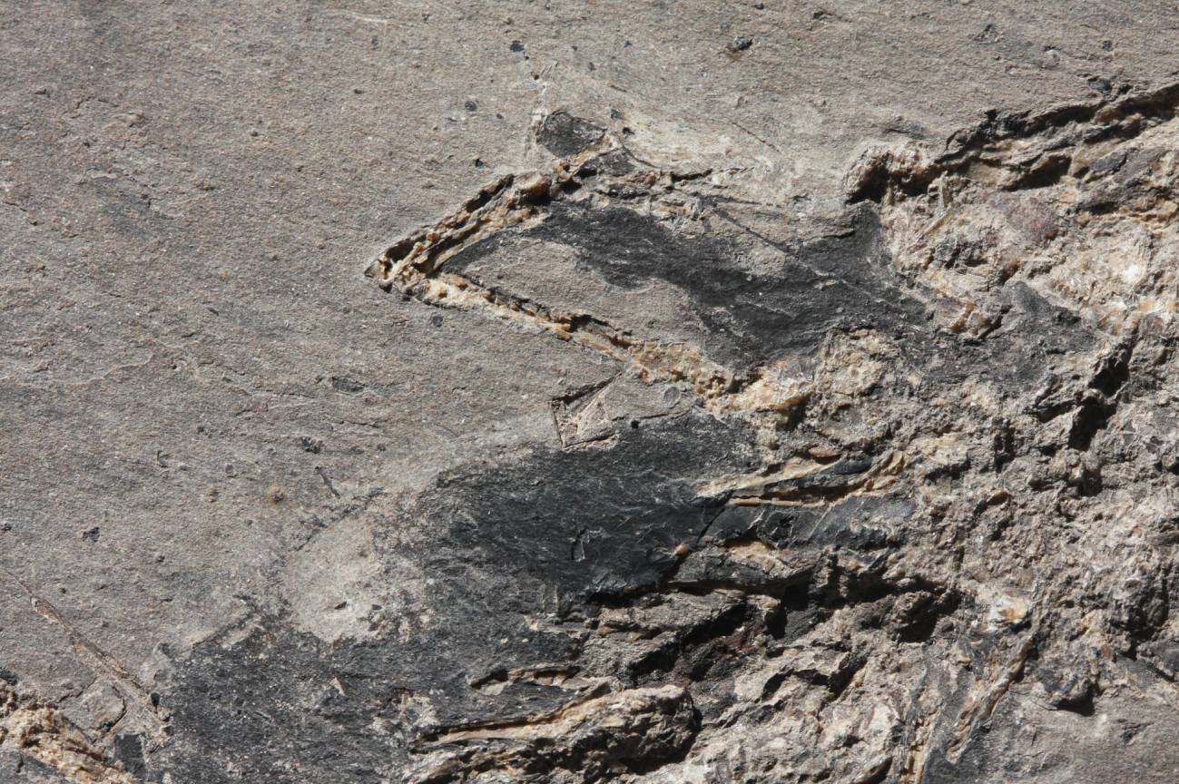 Un yacimiento español muestra la insólita conservación de los tejidos blandos en salamandras de hace unos 20 millones de años