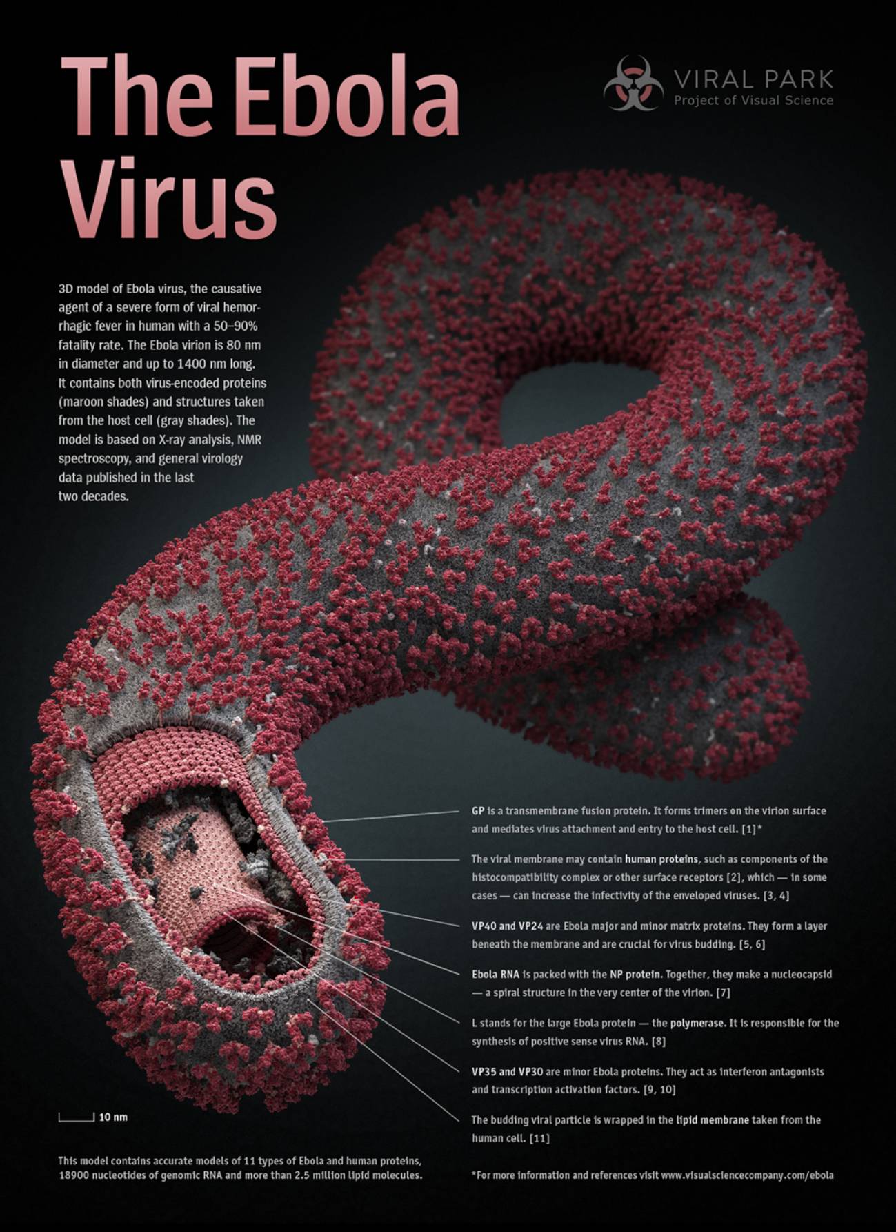 Así es el virus del Ébola