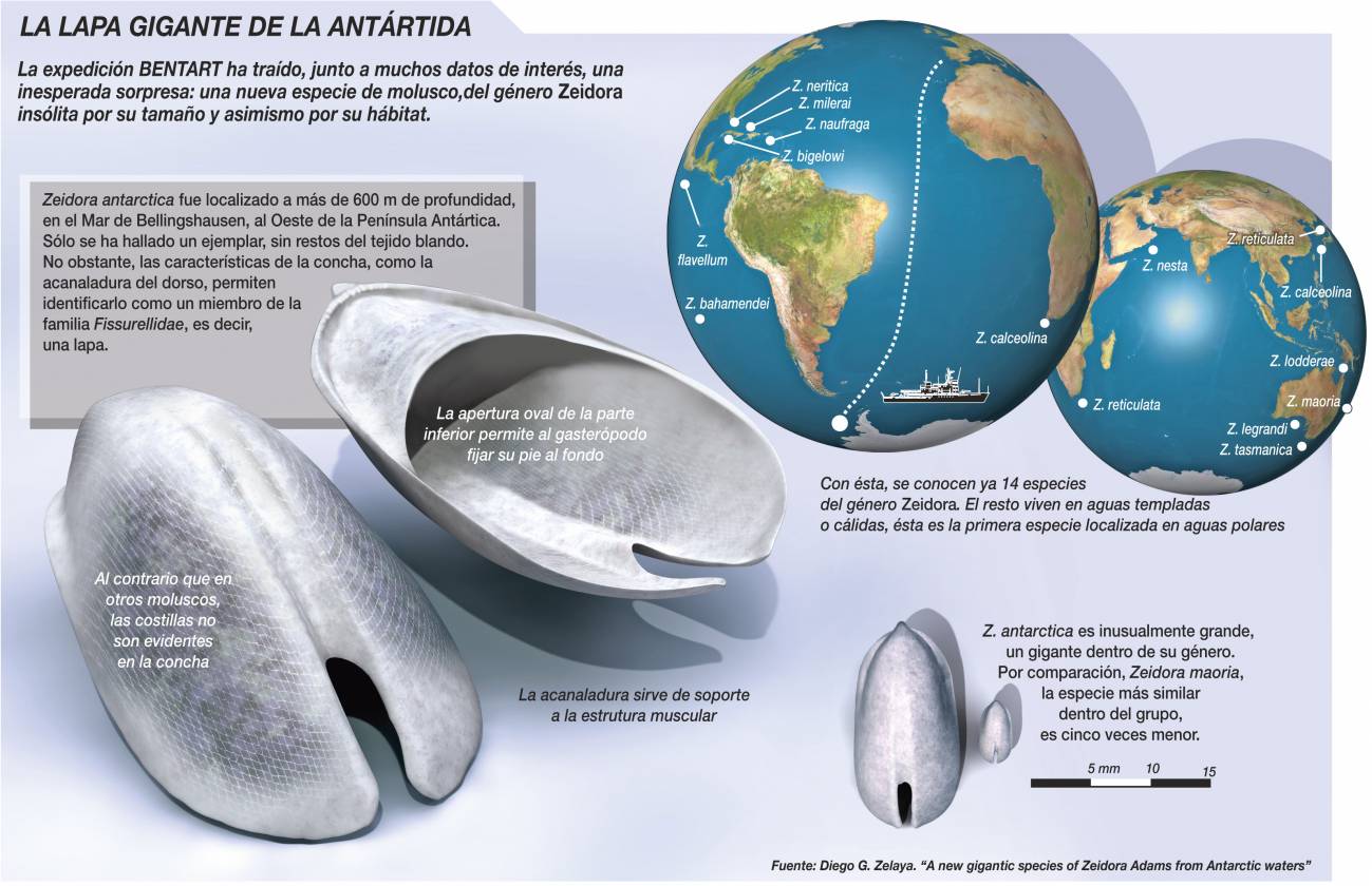 Descubren una nueva especie de molusco ‘gigante’ en la Antártida