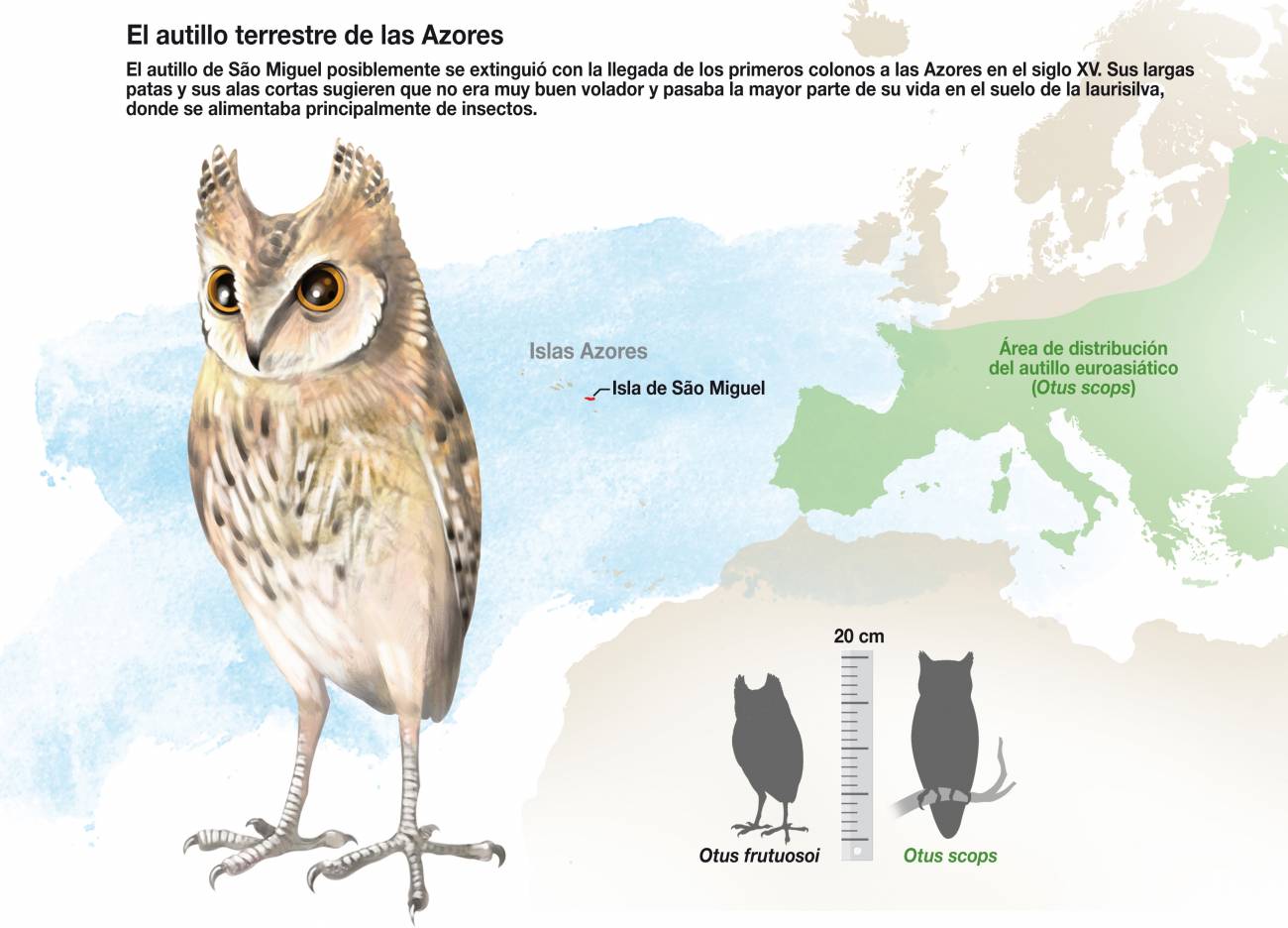 El autillo extinto de las Azores