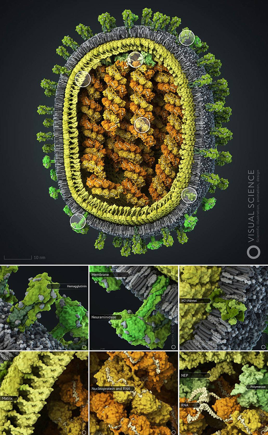 El mejor modelo en 3D del virus de la gripe
