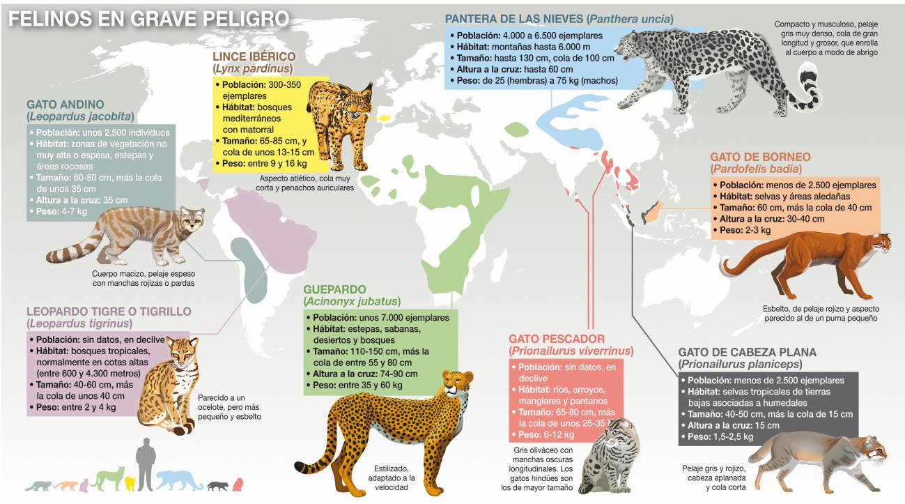 La pérdida de hábitat amenaza a los felinos del mundo 