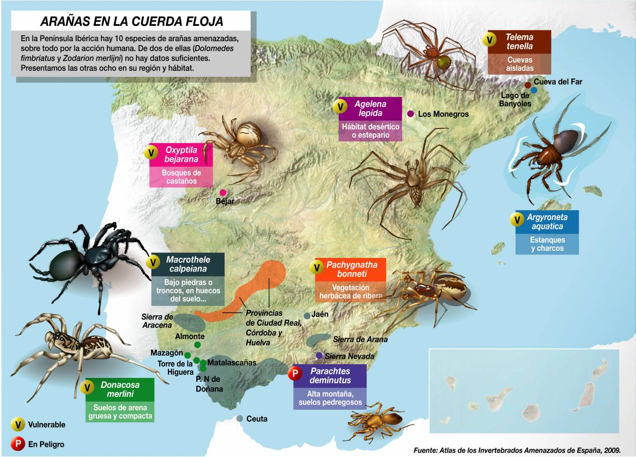 Las arañas sufren el impacto del ser humano
