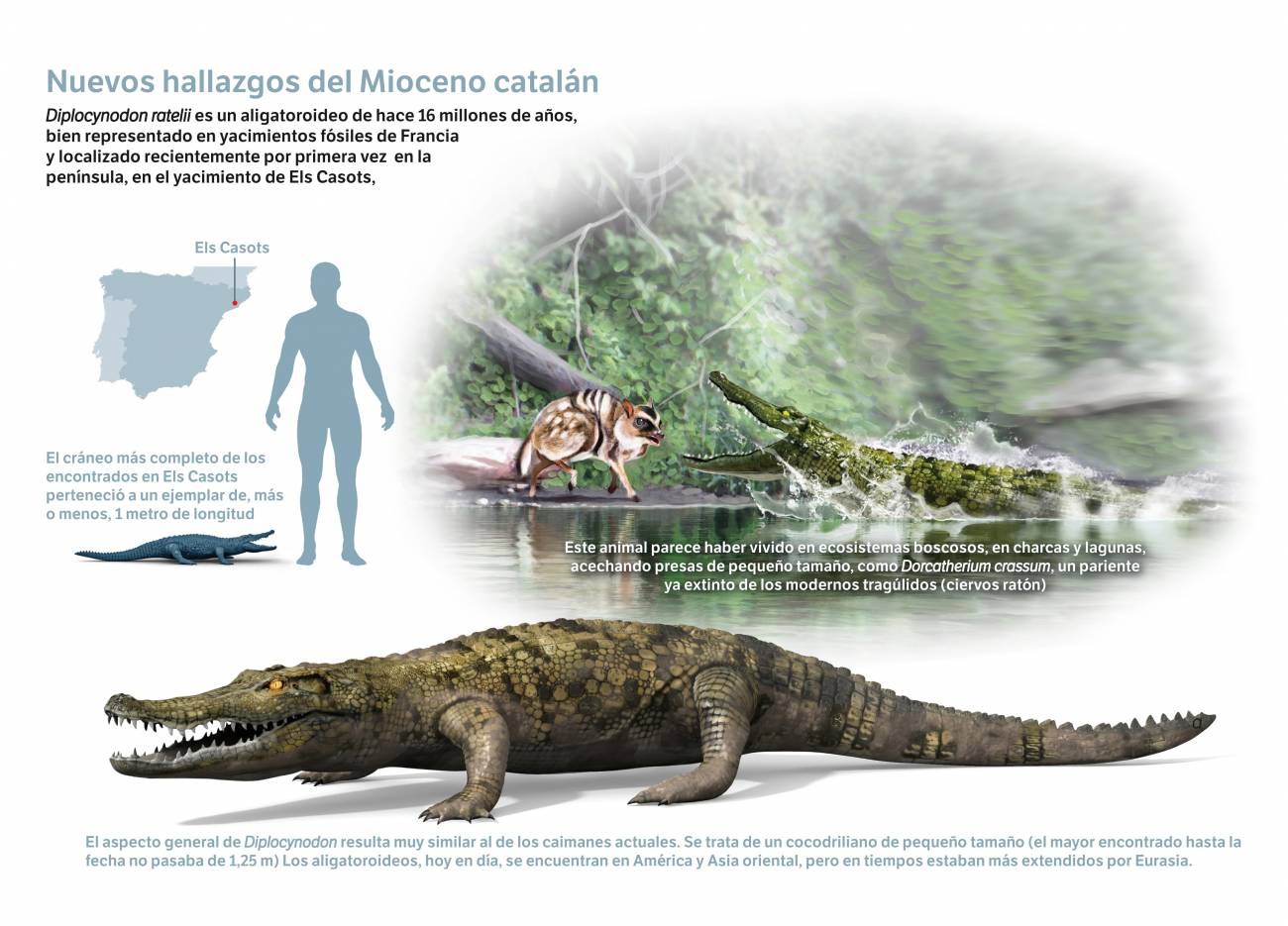 Los últimos ‘caimanes’ que vivieron en España