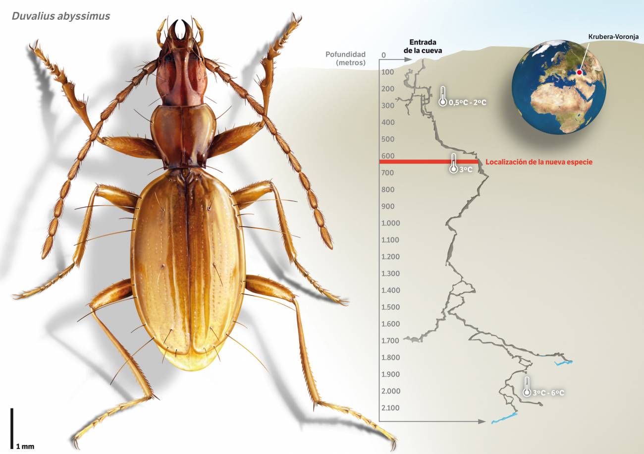 Nueva especie de escarabajo en la cueva más profunda del mundo