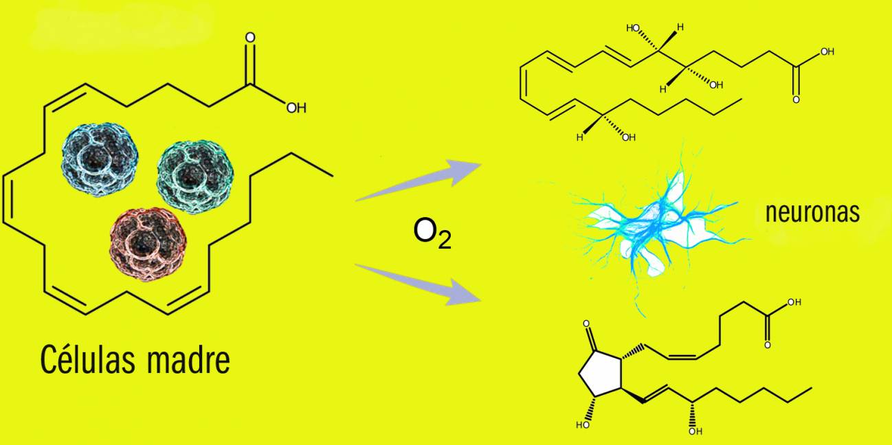 Nuevas claves en la bioquímica de las células madre