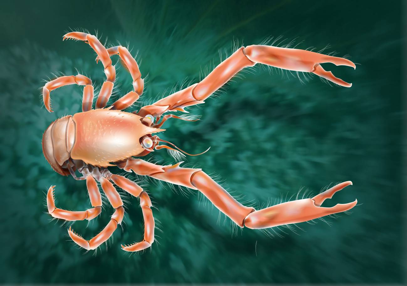 Ilustración del Uroptychus cartesi, hallado a más de 1.400 metros de profundidad frente a las costas de Galicia. Imagen: SINC