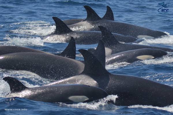 Orca