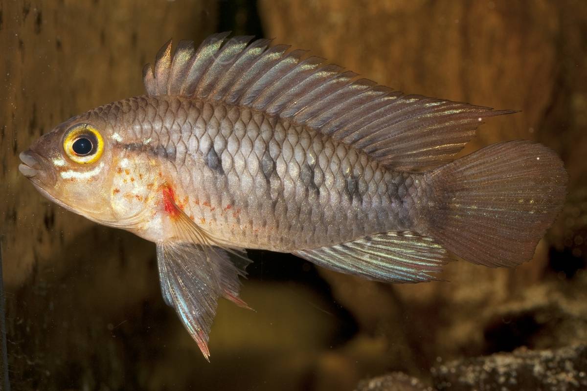 Un pez que sobrevive casi sin oxígeno