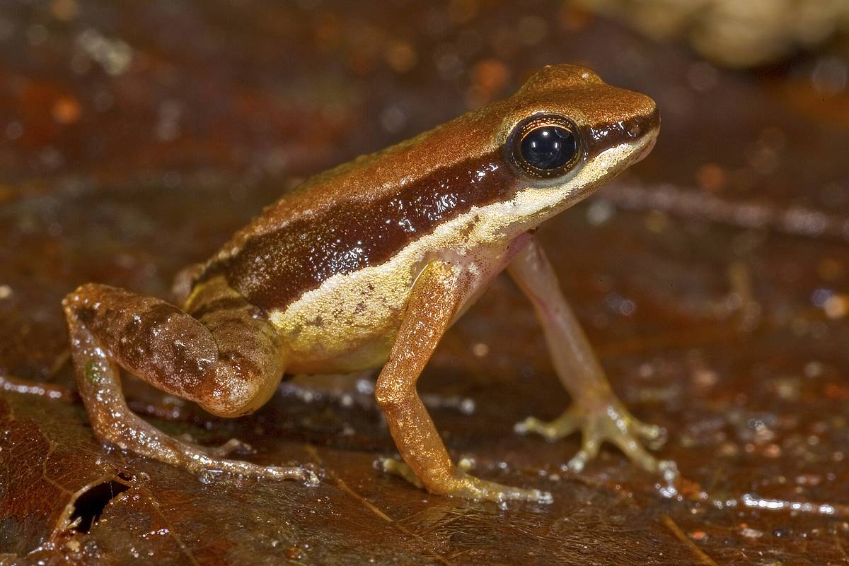 A pesar de haber sido descubierto hace poco, esta pequeña rana, del tamaño de una uña, se considera una especie muy amenazada. El nombre científico (Allobates amissibilis) significa "que se puede perder." /WWF