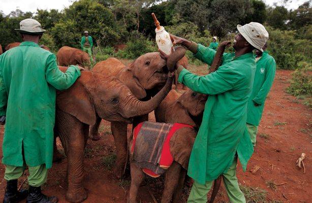 Al rescate de los elefantes en Kenia.