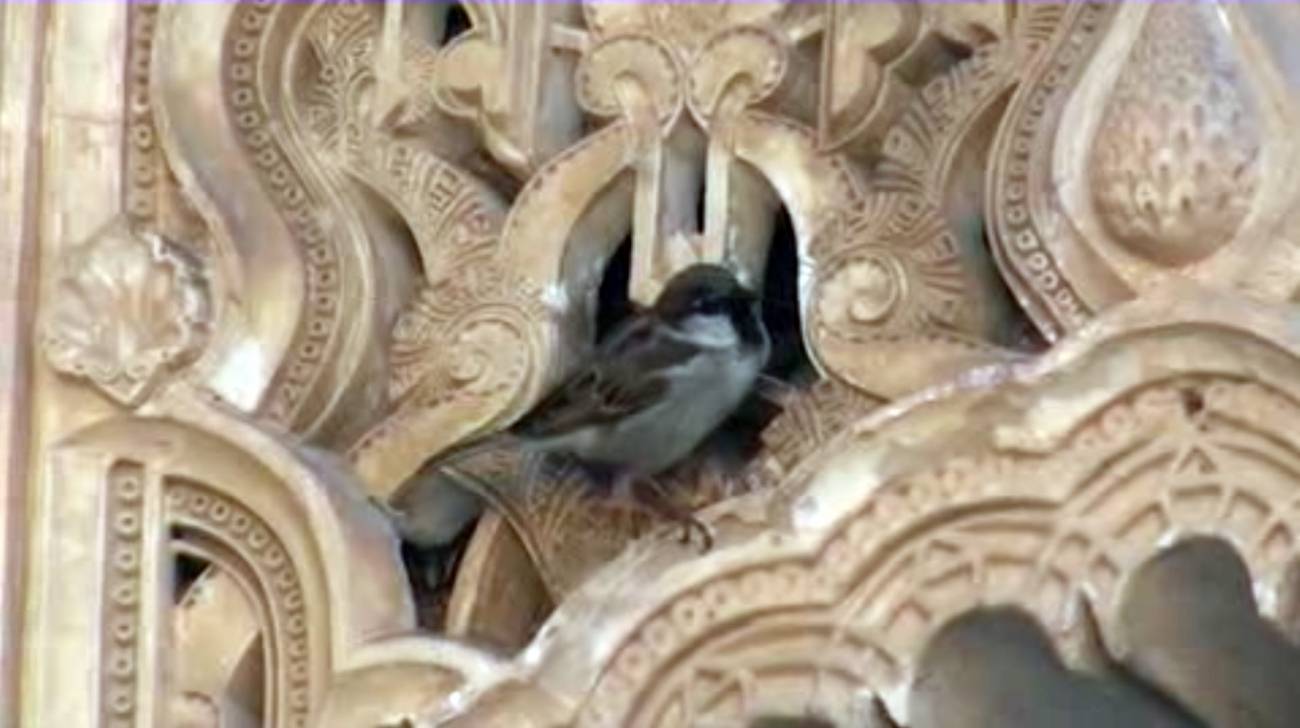 Algo más que leones en la Alhambra