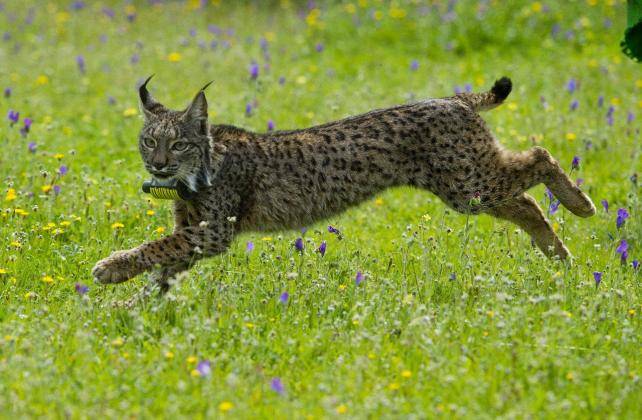 Andalucía triplica su población de linces 