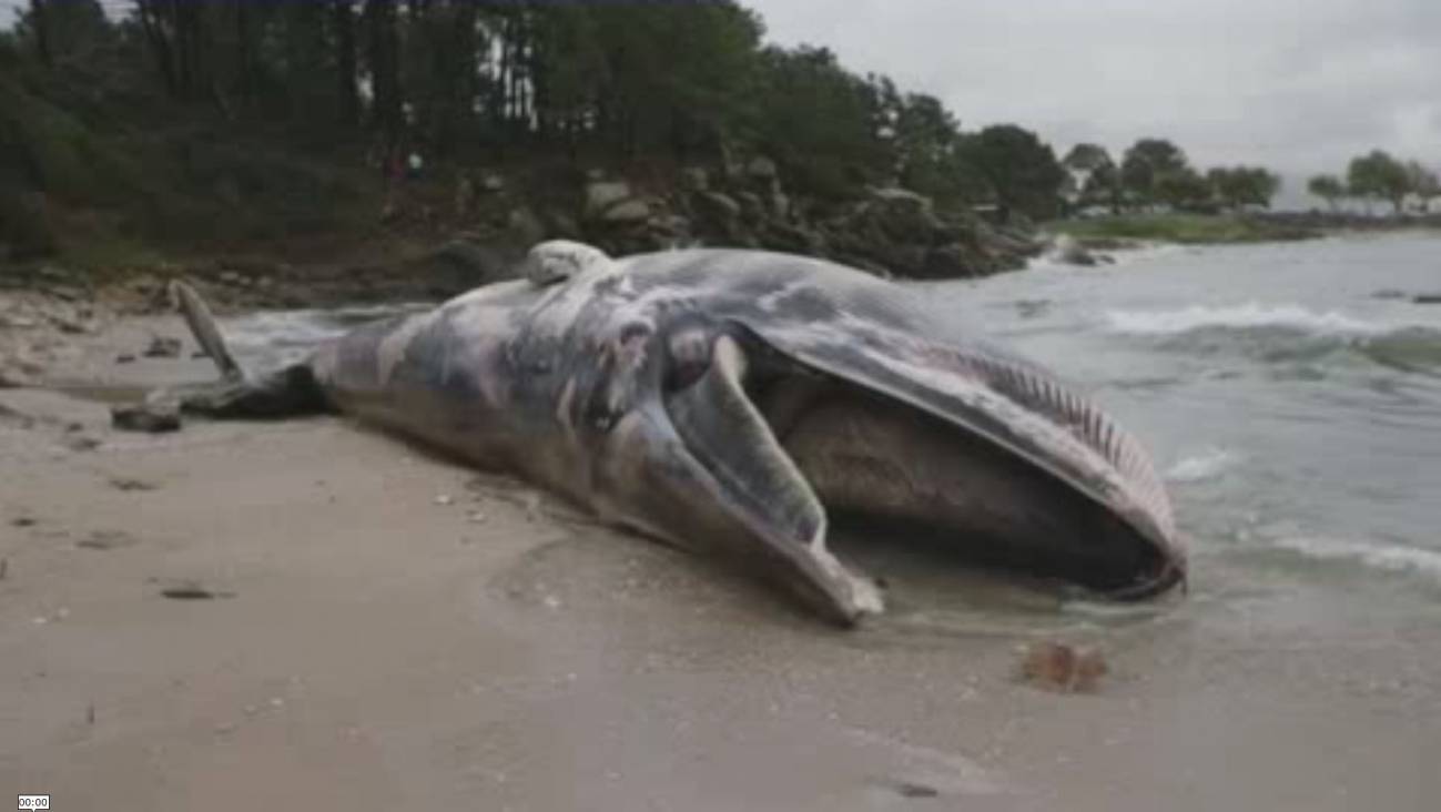  Ballena varada en la playa coruñesa de Seixal