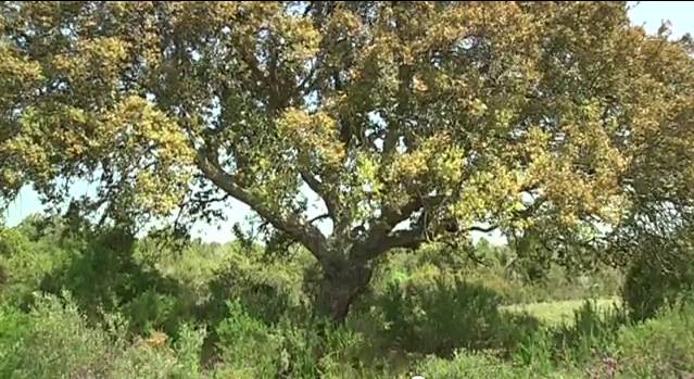 Árboles con historia, los testigos mudos de la vida de Doñana