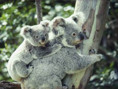 Australia declara a los koalas especie vulnerable 