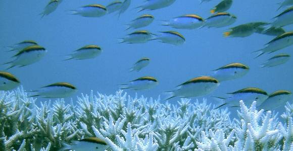 Australia protege las reservas marinas 