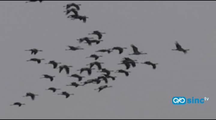 Cabañeros da la bienvenida a la grulla común