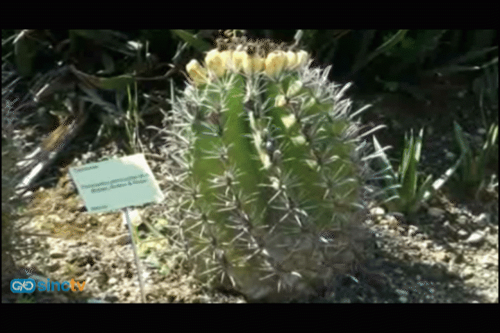 Cactus de tres continentes conviven en Casarabonela (Málaga)