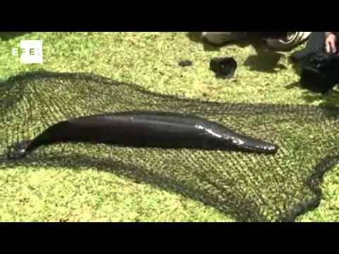 Caño negro; un santuario de aves, caimanes y peces prehistóricos