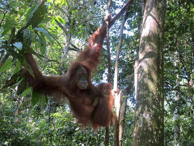 Cerco a los orangutanes en la isla indonesia de Sumatra 