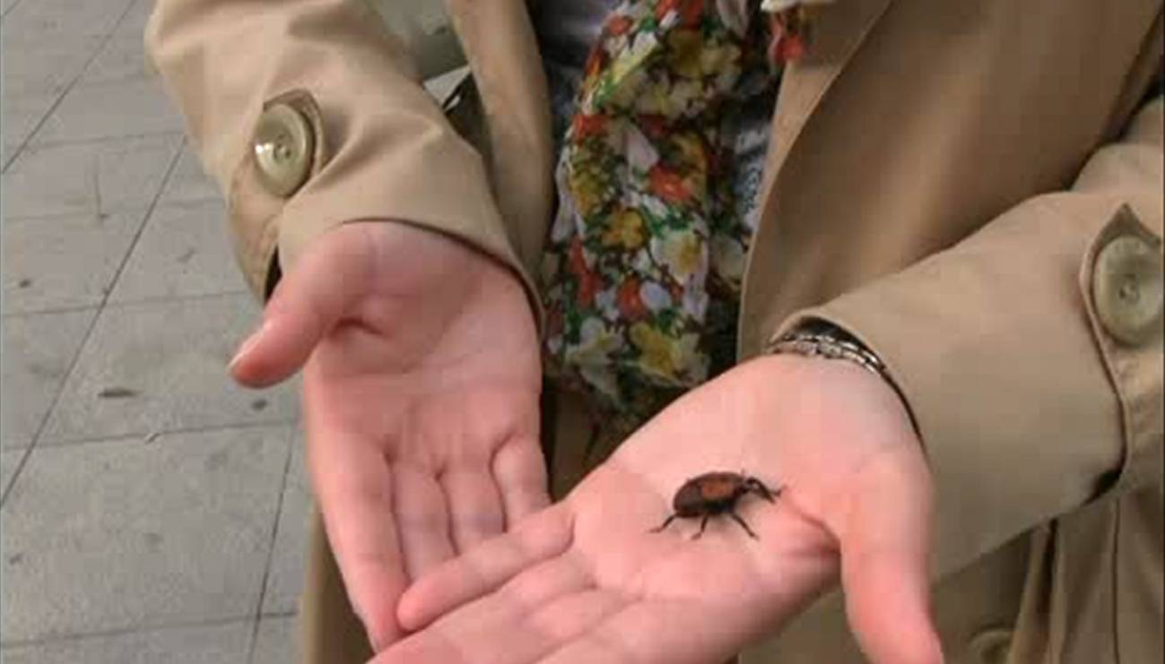Cerco al picudo rojo que habita las palmeras valencianas 