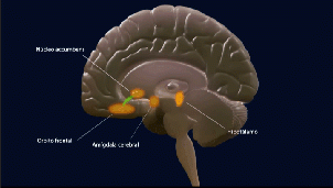 Cerebro ético: atajo emocional ante dilemas