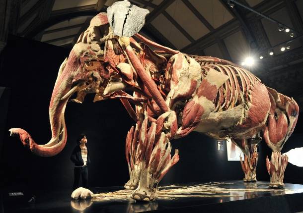 Cien animales 'plastinados' muestran el interior de su anatomía en Londres 