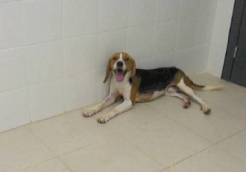 Consiguen curar la diabetes tipo 1 en perros