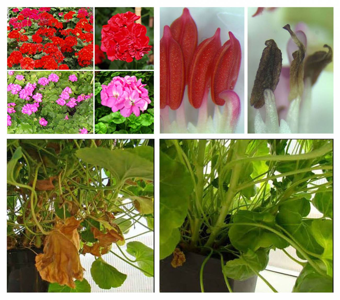 Composición con distintas especies de geranios, anteras sanas y anteras no funcionales, hojas envejecidas y hojas sanas