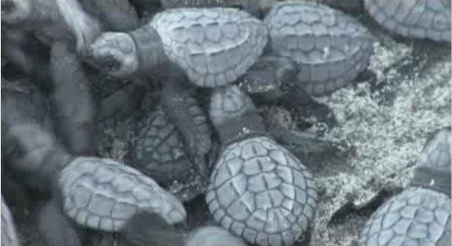 Cientos de crías de tortuga 