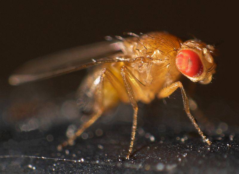 Primer plano de mosca de la fruta