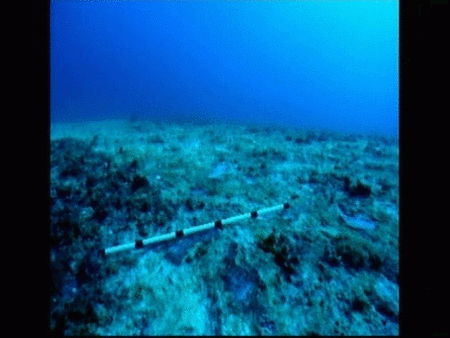  Corales muertos en la Gran Barrera australiana