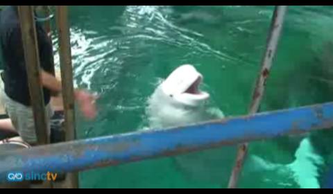 Crean un sistema para entender a las ballenas beluga