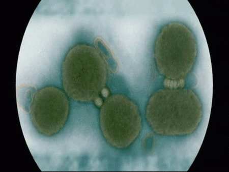 Crean una bacteria artificial copia de un microbio real