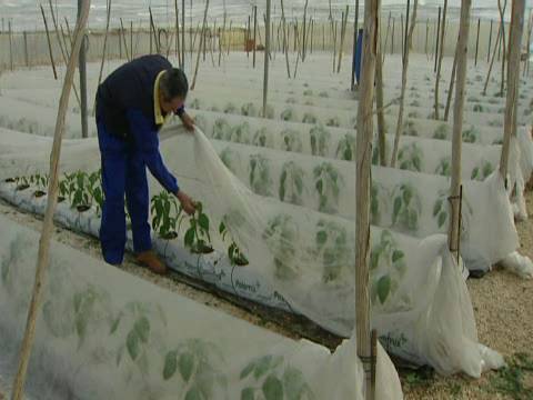 Agricultura ecológica e innovadora.