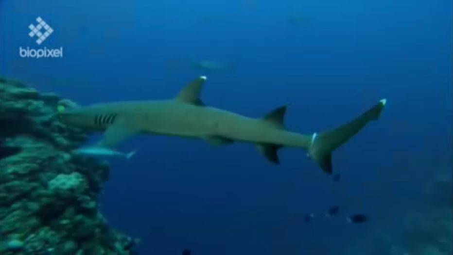 alimentar a los tiburones perjudica su salud