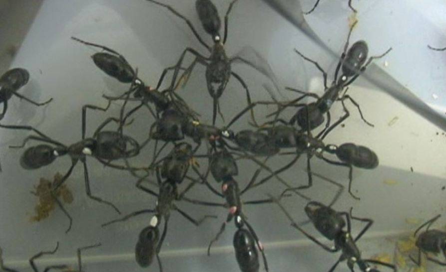 De obrera a reina por un puñado de genes