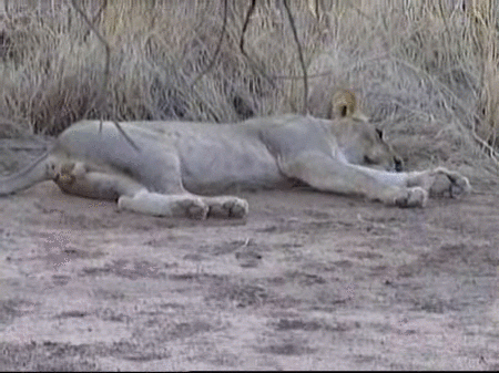 Desciende la población felina en Kenia