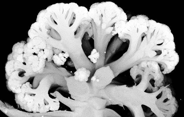 Una fórmula matemática descifra la geometría de superficies como la de la coliflor