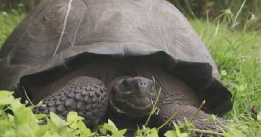 terminan nueva especie de tortug