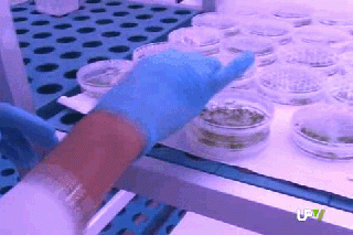  Crecimiento de las plantas según la hora del día